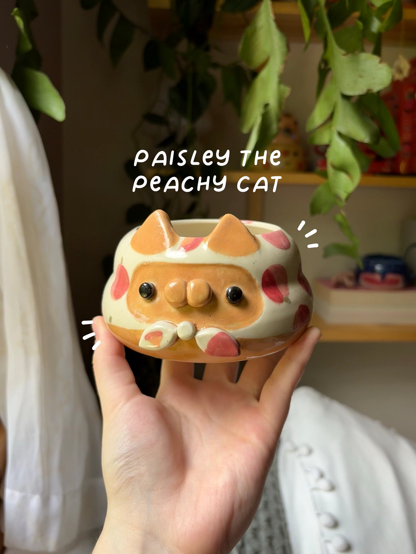 Paisley the Peachy Cat